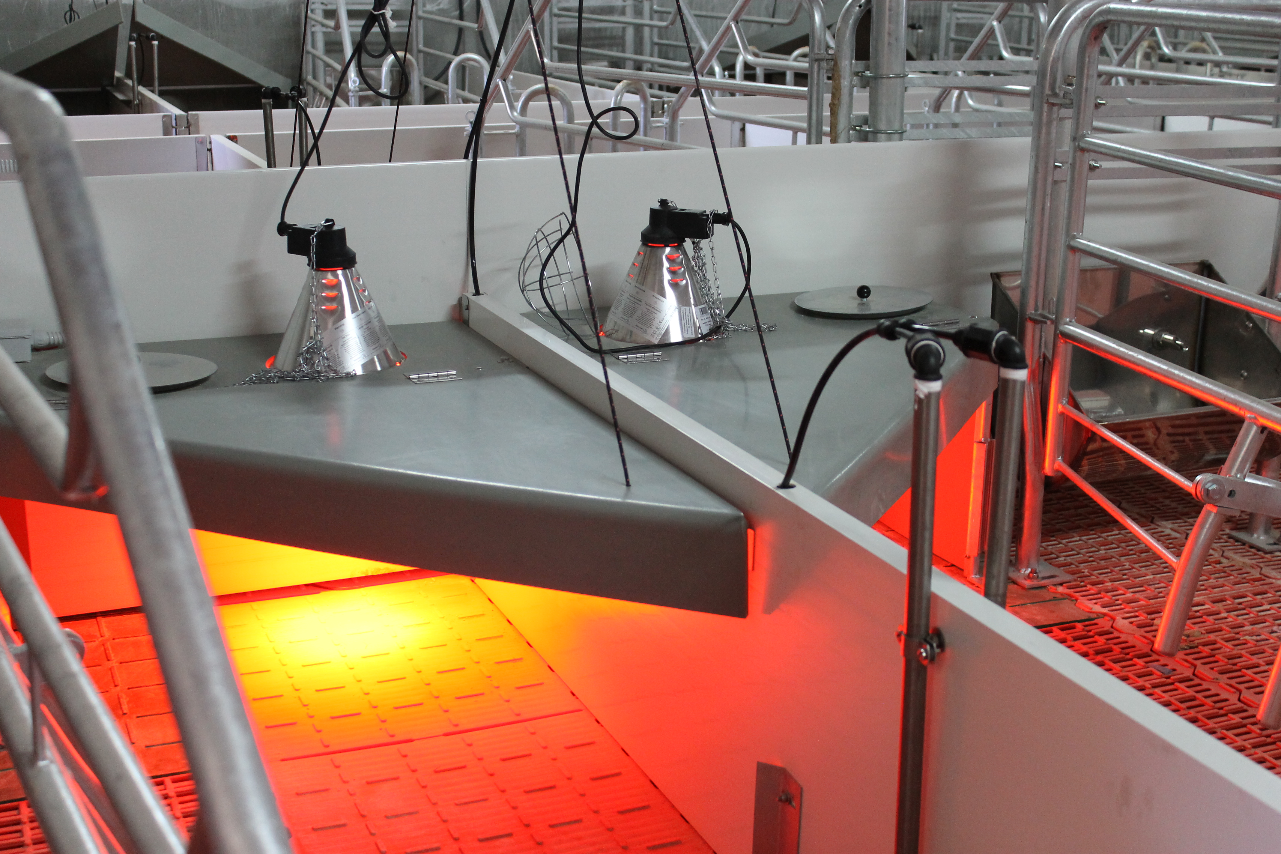 suspended infrared livestock heat lamp fixtures in farrowing pens