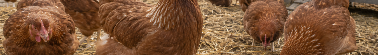 Gallinas ponedoras