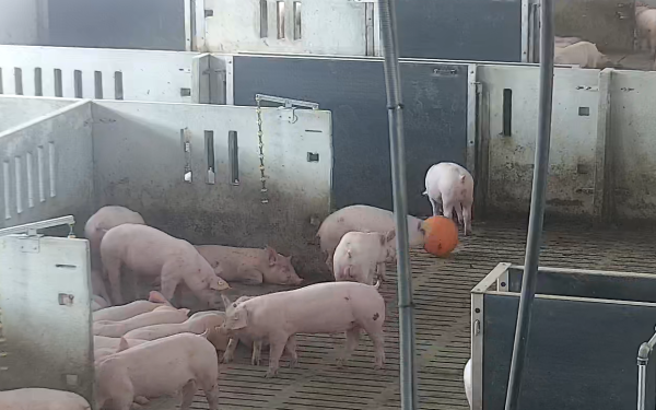  pigs playing in livestock farm