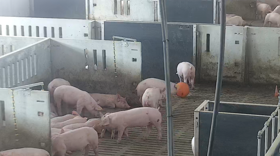  pigs playing in livestock farm