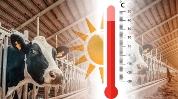 las altas temperaturas y su afección en las vacas lecheras